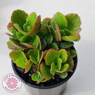 Kalanchoe Dwarf Hybrid - Hot Pink Flowers