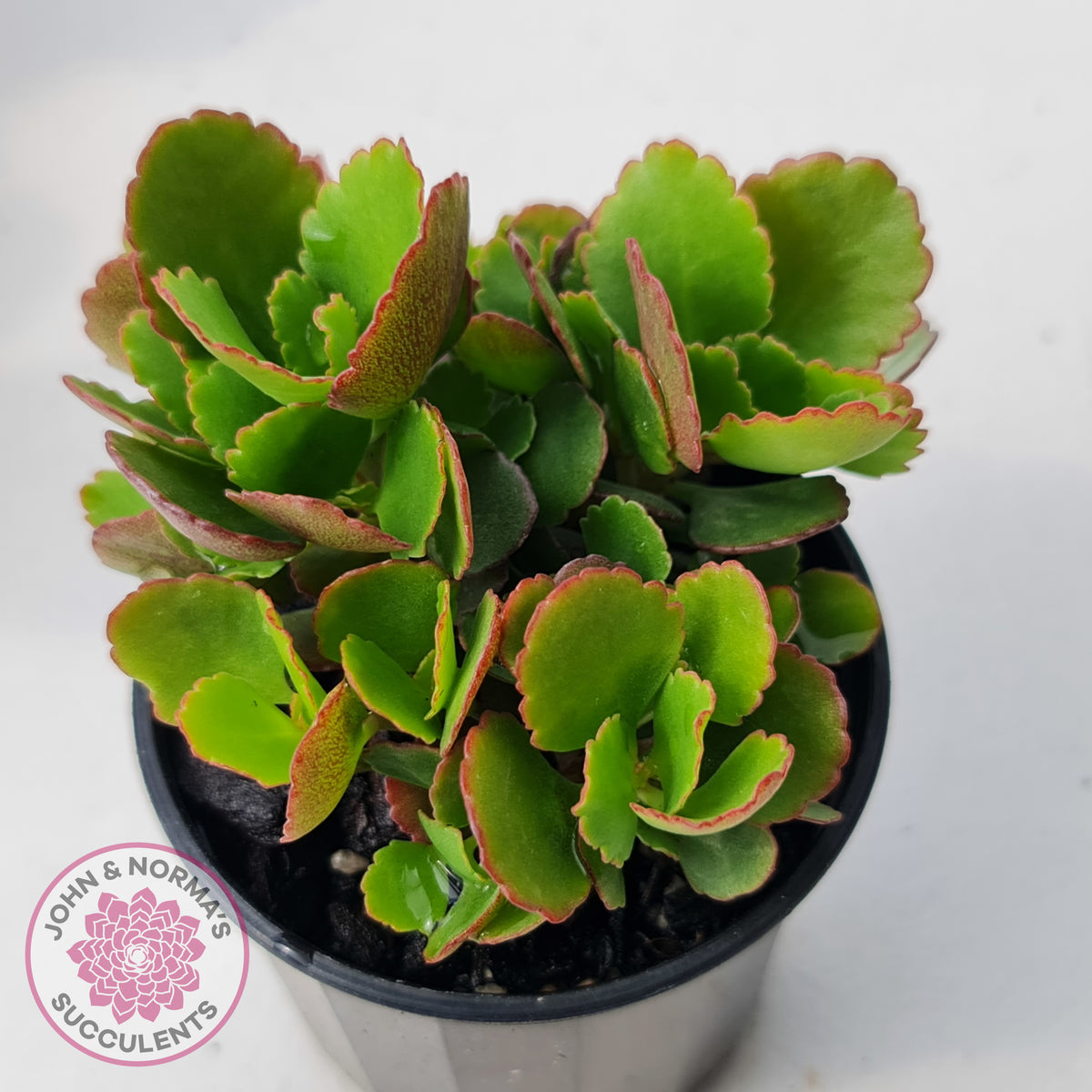Kalanchoe Dwarf Hybrid - Hot Pink Flowers
