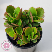 Load image into Gallery viewer, Kalanchoe Dwarf Hybrid - Hot Pink Flowers
