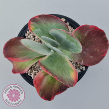 Load image into Gallery viewer, Kalanchoe Luciae &#39;Fantastic&#39; Variegated Paddle Plant - John &amp; Norma&#39;s Succulents Australia
