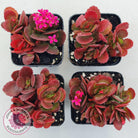 Kalanchoe Dwarf Hybrid - Hot Pink Flowers