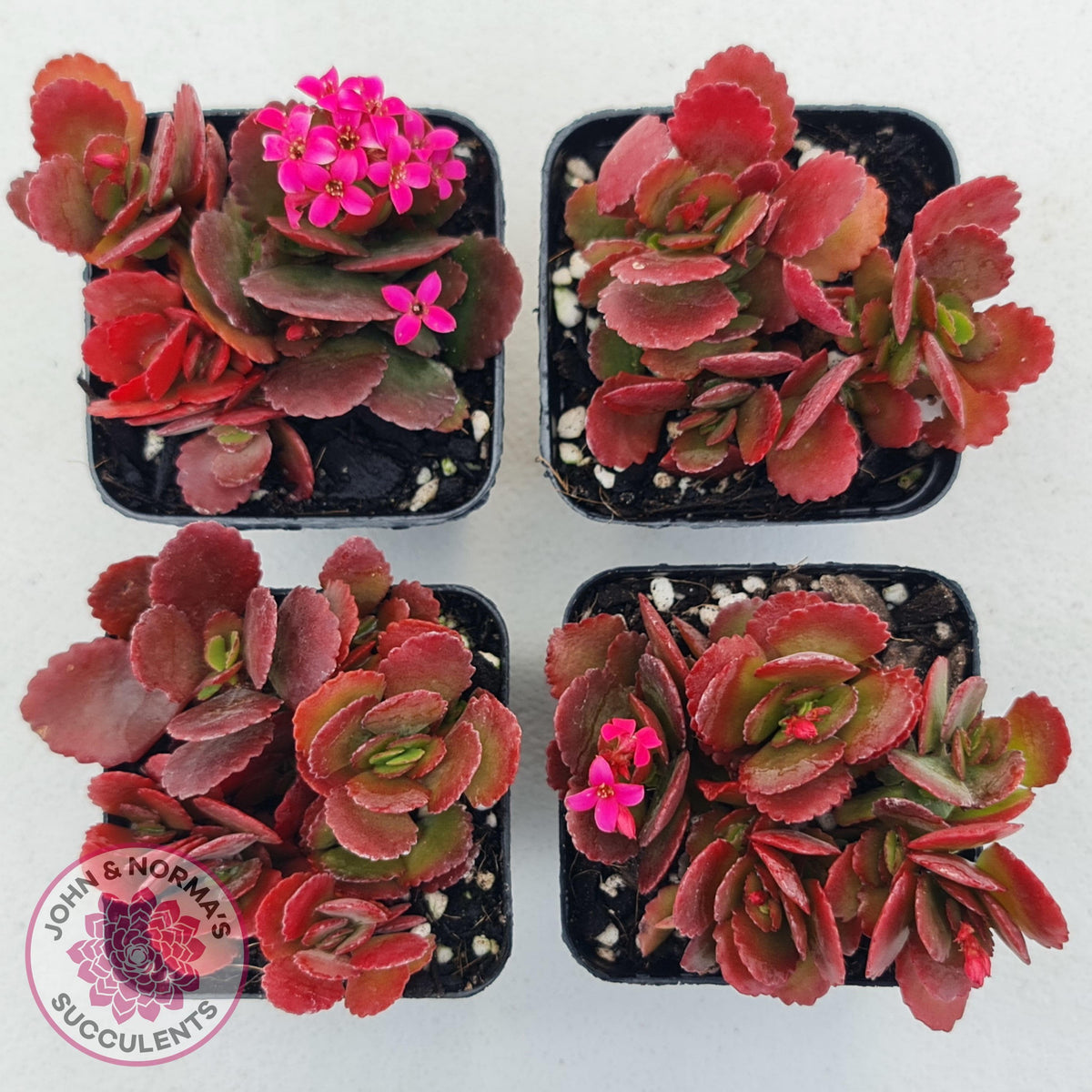 Kalanchoe Dwarf Hybrid - Hot Pink Flowers