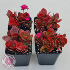 Kalanchoe Dwarf Hybrid - Hot Pink Flowers