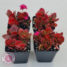 Load image into Gallery viewer, Kalanchoe Dwarf Hybrid - Hot Pink Flowers - John &amp; Norma&#39;s Succulents
