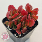 Kalanchoe Dwarf Hybrid - Hot Pink Flowers