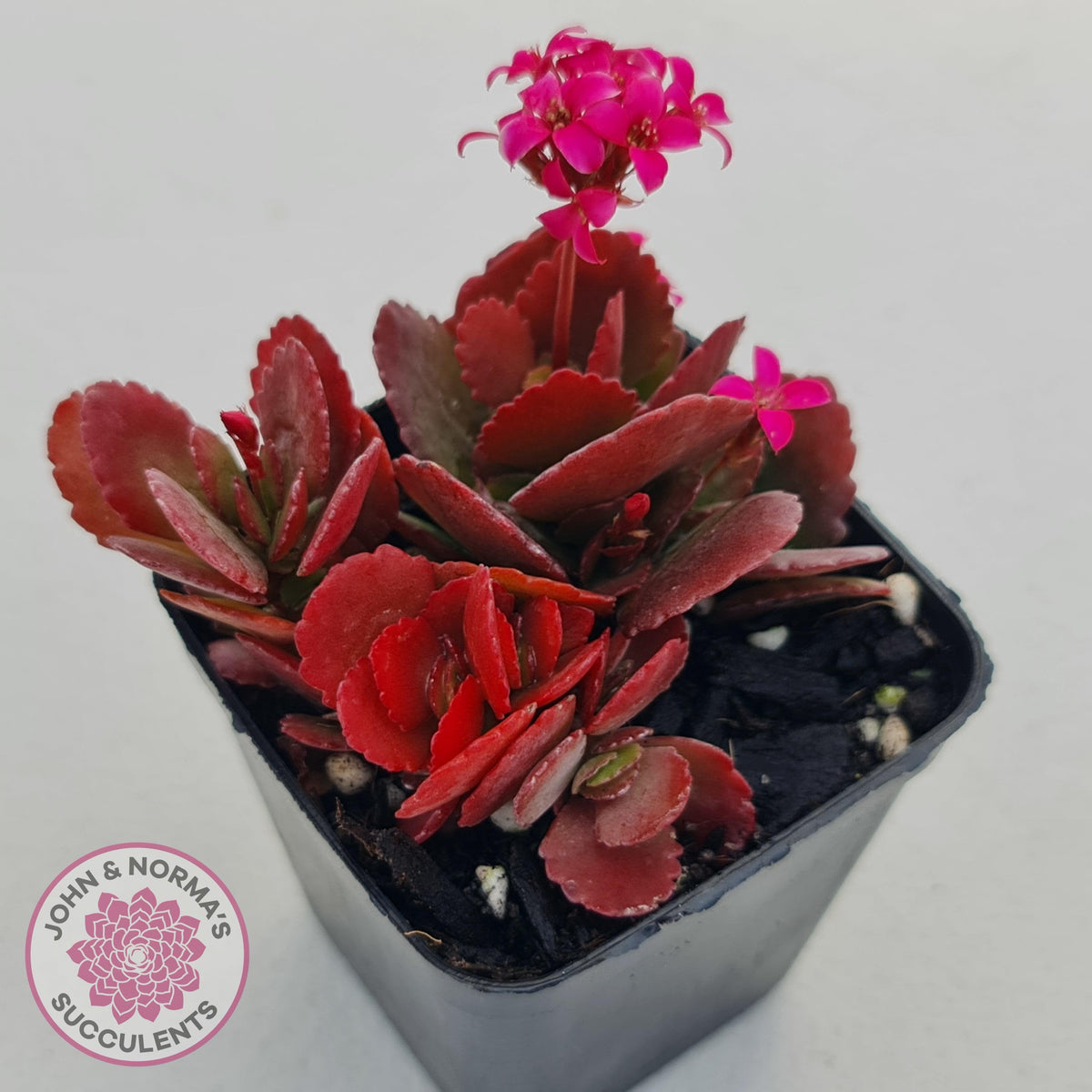 Kalanchoe Dwarf Hybrid - Hot Pink Flowers
