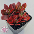 Kalanchoe Dwarf Hybrid - Hot Pink Flowers