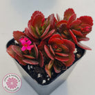 Kalanchoe Dwarf Hybrid - Hot Pink Flowers