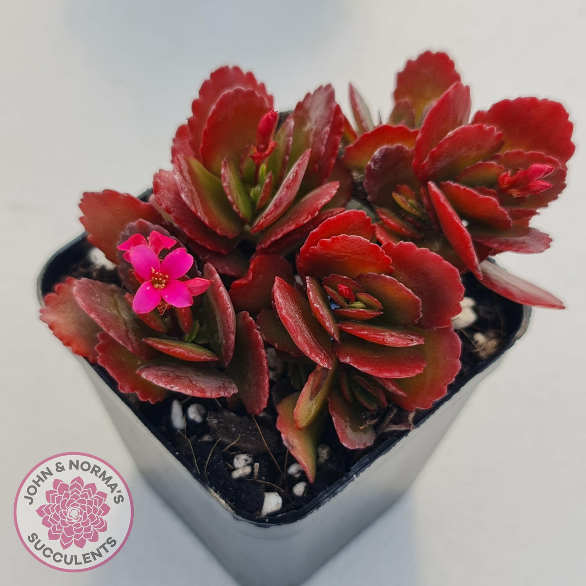 Kalanchoe Dwarf Hybrid - Hot Pink Flowers