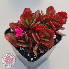 Load image into Gallery viewer, Kalanchoe Dwarf Hybrid - Hot Pink Flowers - John &amp; Norma&#39;s Succulents
