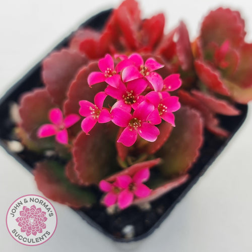 Kalanchoe Dwarf Hybrid - Hot Pink Flowers - John & Norma's Succulents