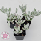 Kalanchoe eriophylla