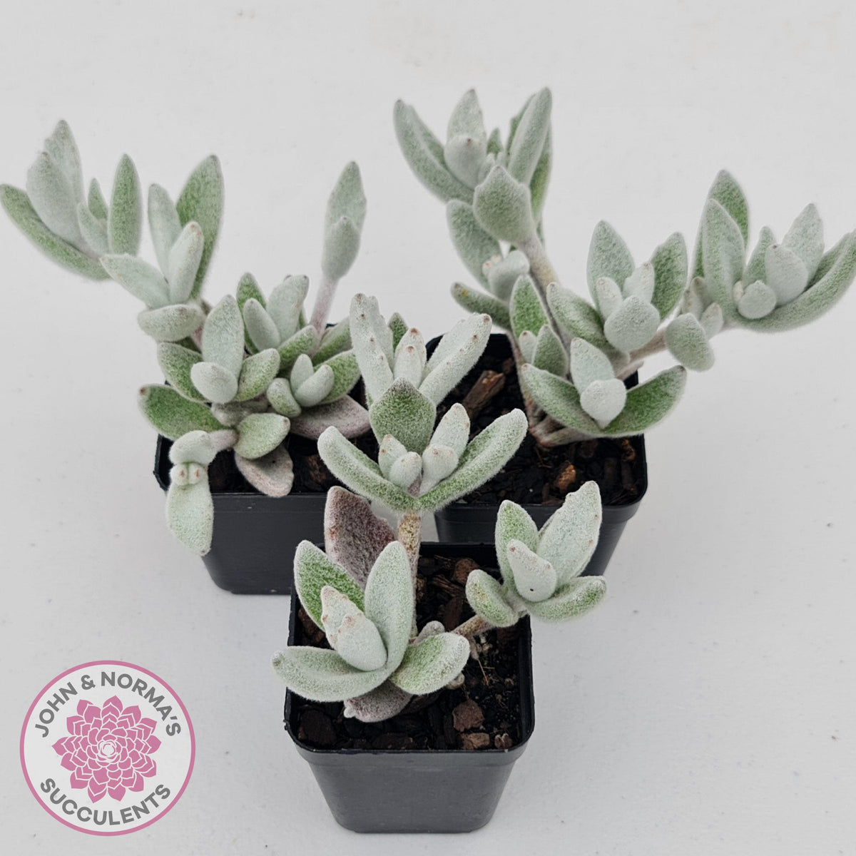 Kalanchoe eriophylla