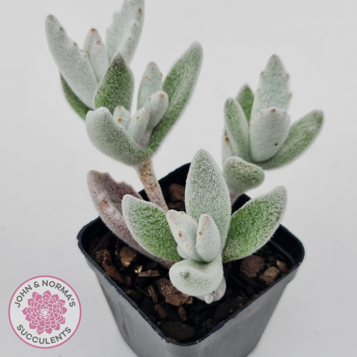 Kalanchoe eriophylla
