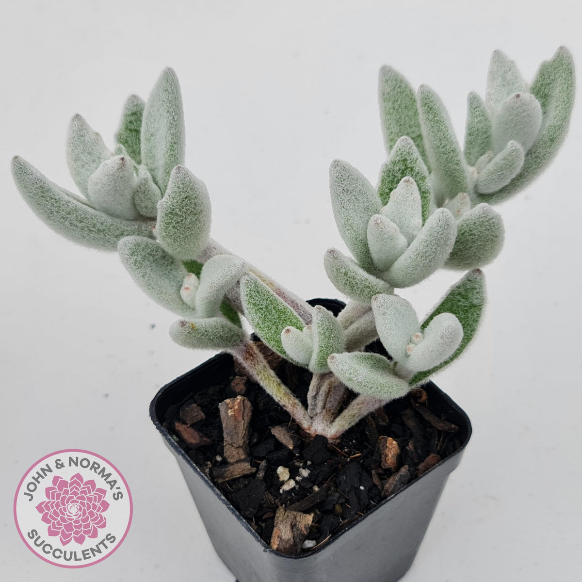 Kalanchoe eriophylla