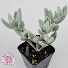 Load image into Gallery viewer, Kalanchoe eriophylla - John &amp; Norma&#39;s Succulents Australia
