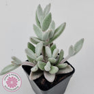 Kalanchoe eriophylla
