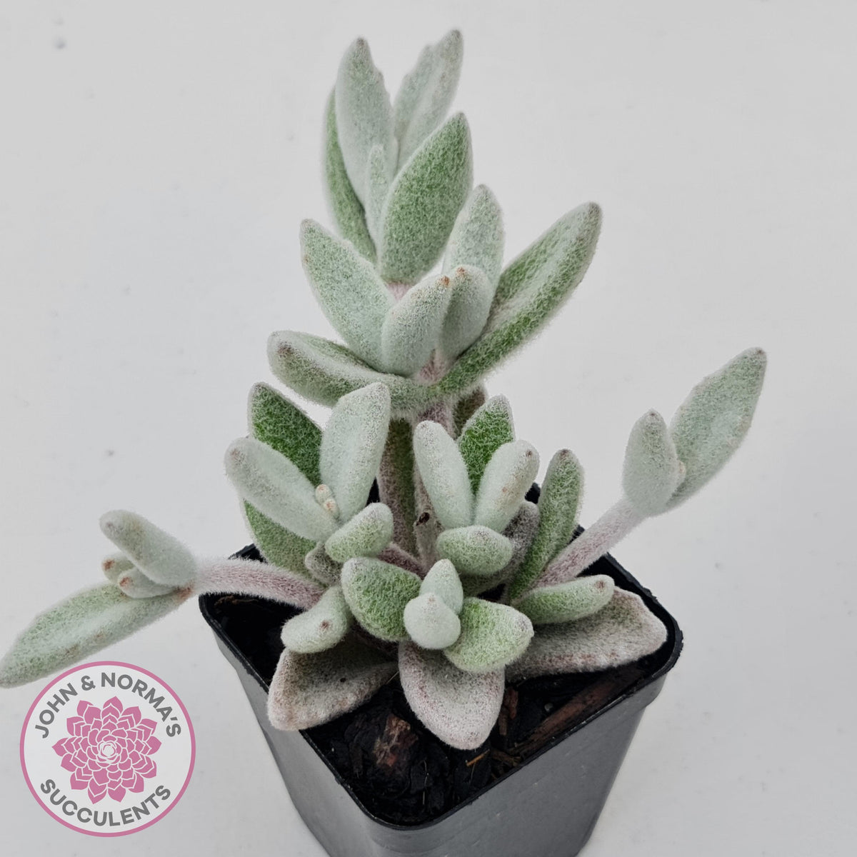 Kalanchoe eriophylla
