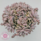 Graptopetalum amethystinum - Lavender Pebbles