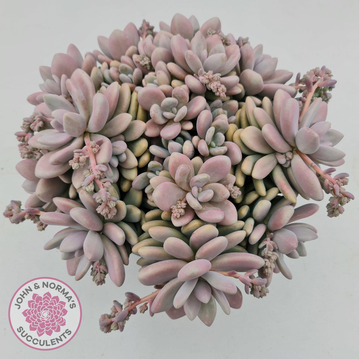 Graptopetalum amethystinum - Lavender Pebbles