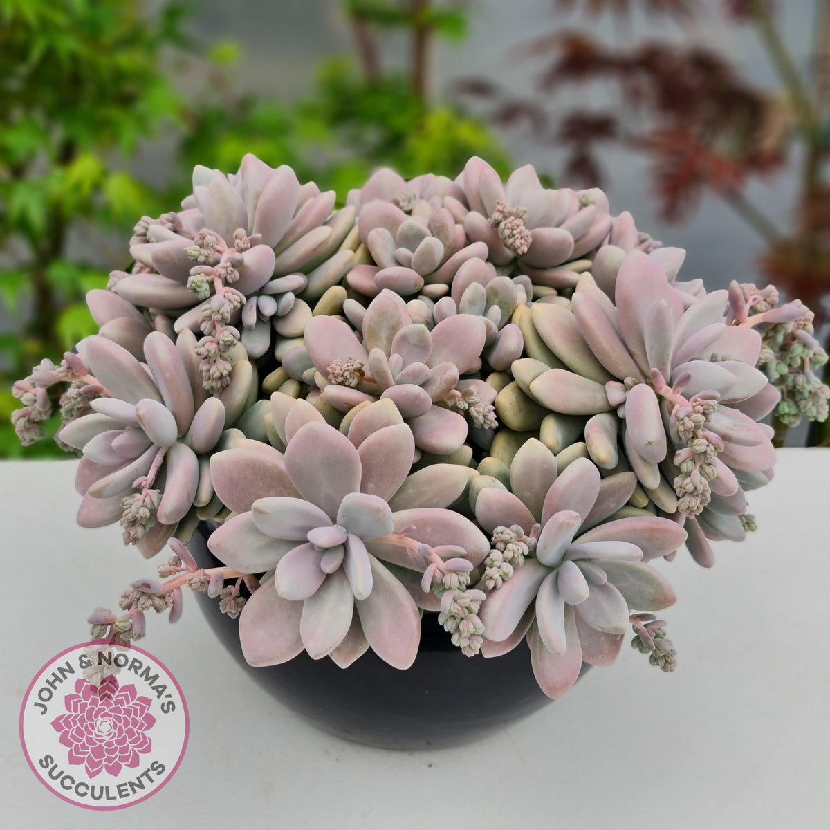 Graptopetalum amethystinum - Lavender Pebbles