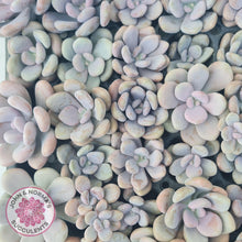 Load image into Gallery viewer, Graptopetalum amethystinum - Lavender Pebbles - Cuttings - John &amp; Norma&#39;s Succulents Australia
