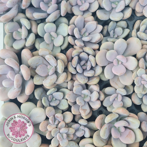 Graptopetalum amethystinum - Lavender Pebbles - Cuttings - John & Norma's Succulents Australia