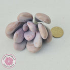 Graptopetalum amethystinum - Lavender Pebbles - Cuttings
