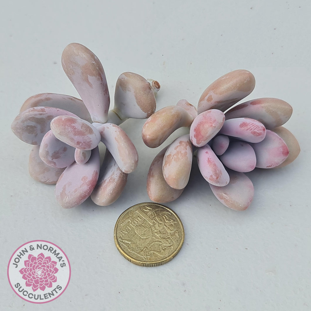Graptopetalum amethystinum - Lavender Pebbles - Cuttings - John & Norma's Succulents Australia