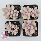 Graptopetalum amethystinum - Lavender Pebbles