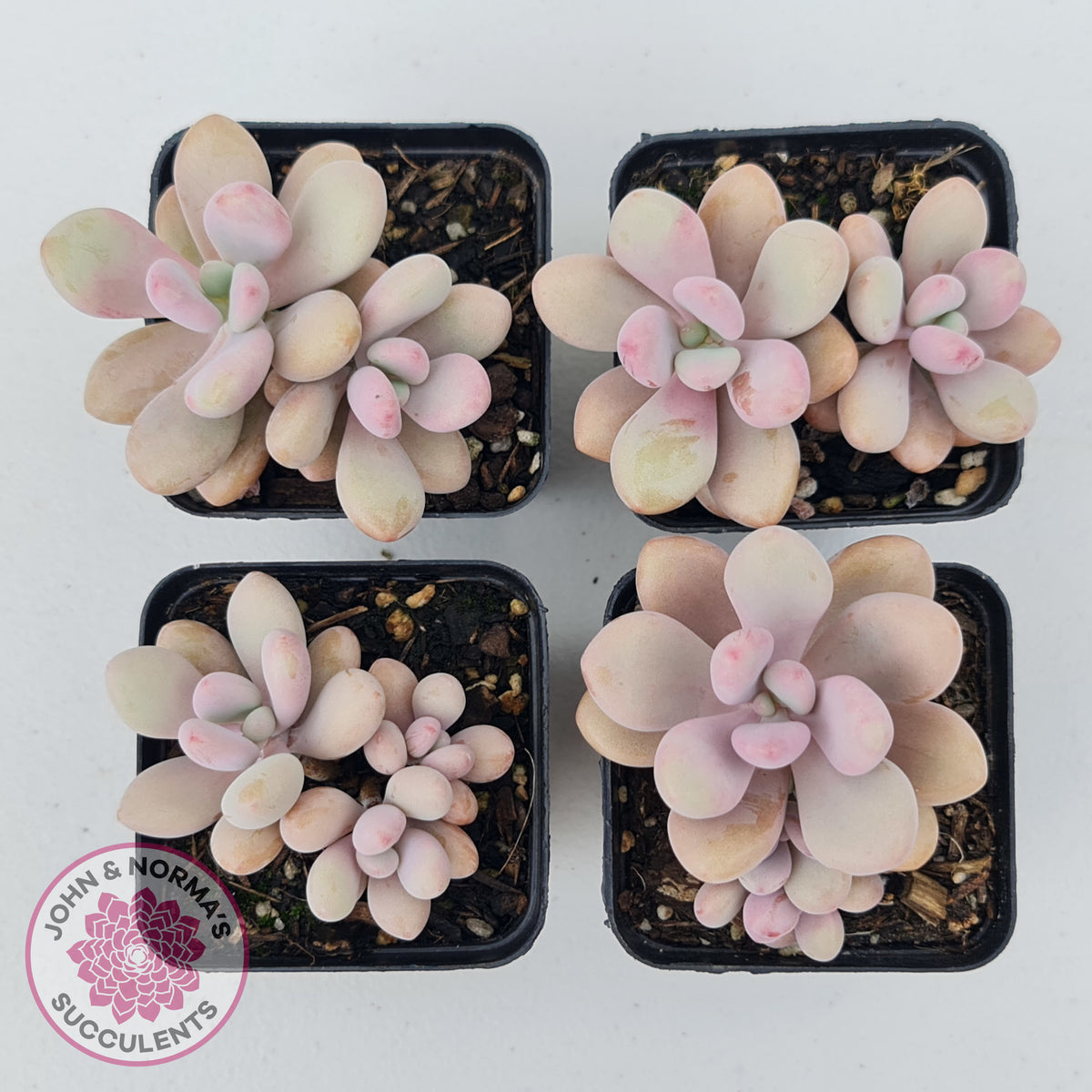 Graptopetalum amethystinum - Lavender Pebbles