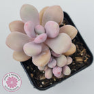 Graptopetalum amethystinum - Lavender Pebbles