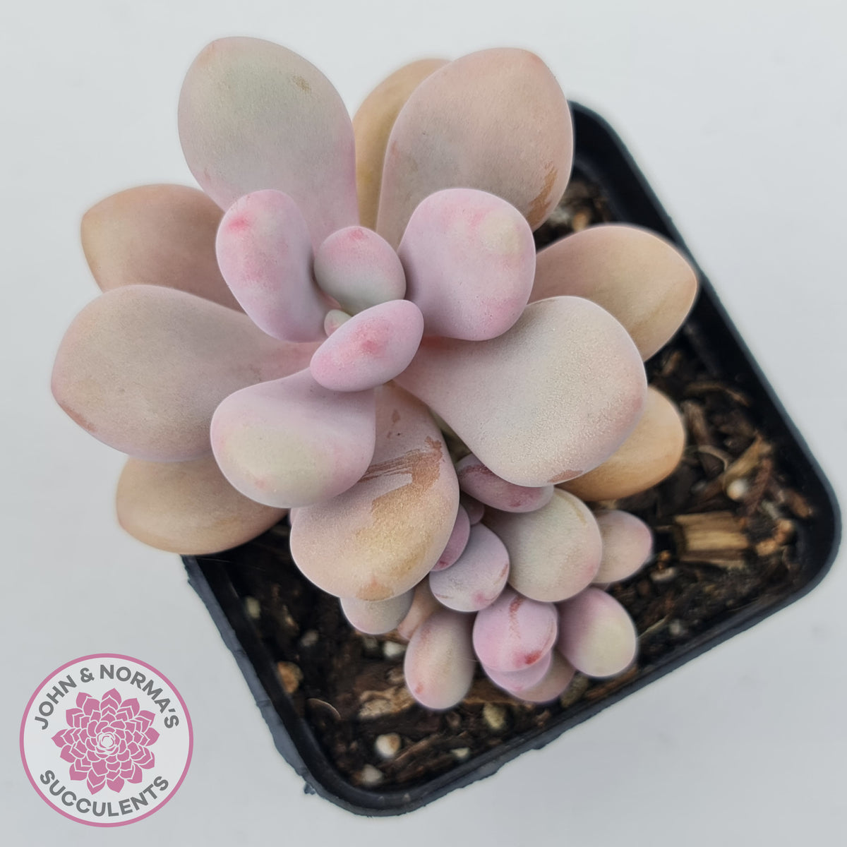 Graptopetalum amethystinum - Lavender Pebbles