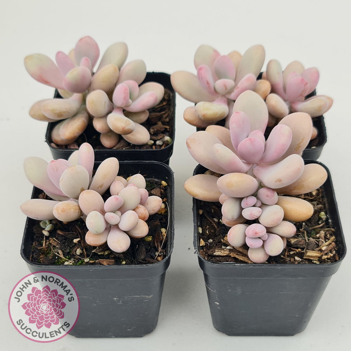 Graptopetalum amethystinum - Lavender Pebbles