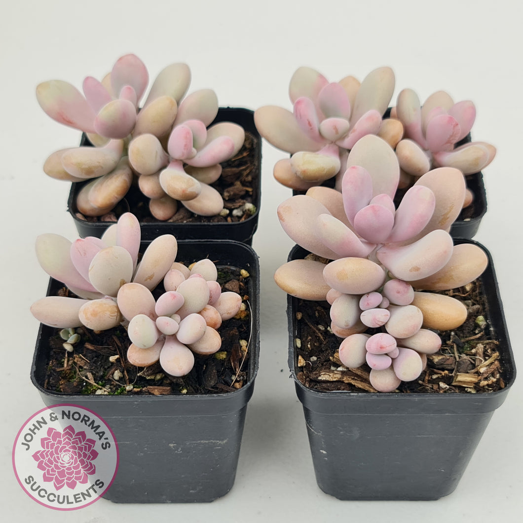 Graptopetalum amethystinum - Lavender Pebbles