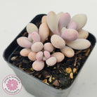 Graptopetalum amethystinum - Lavender Pebbles