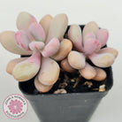 Graptopetalum amethystinum - Lavender Pebbles