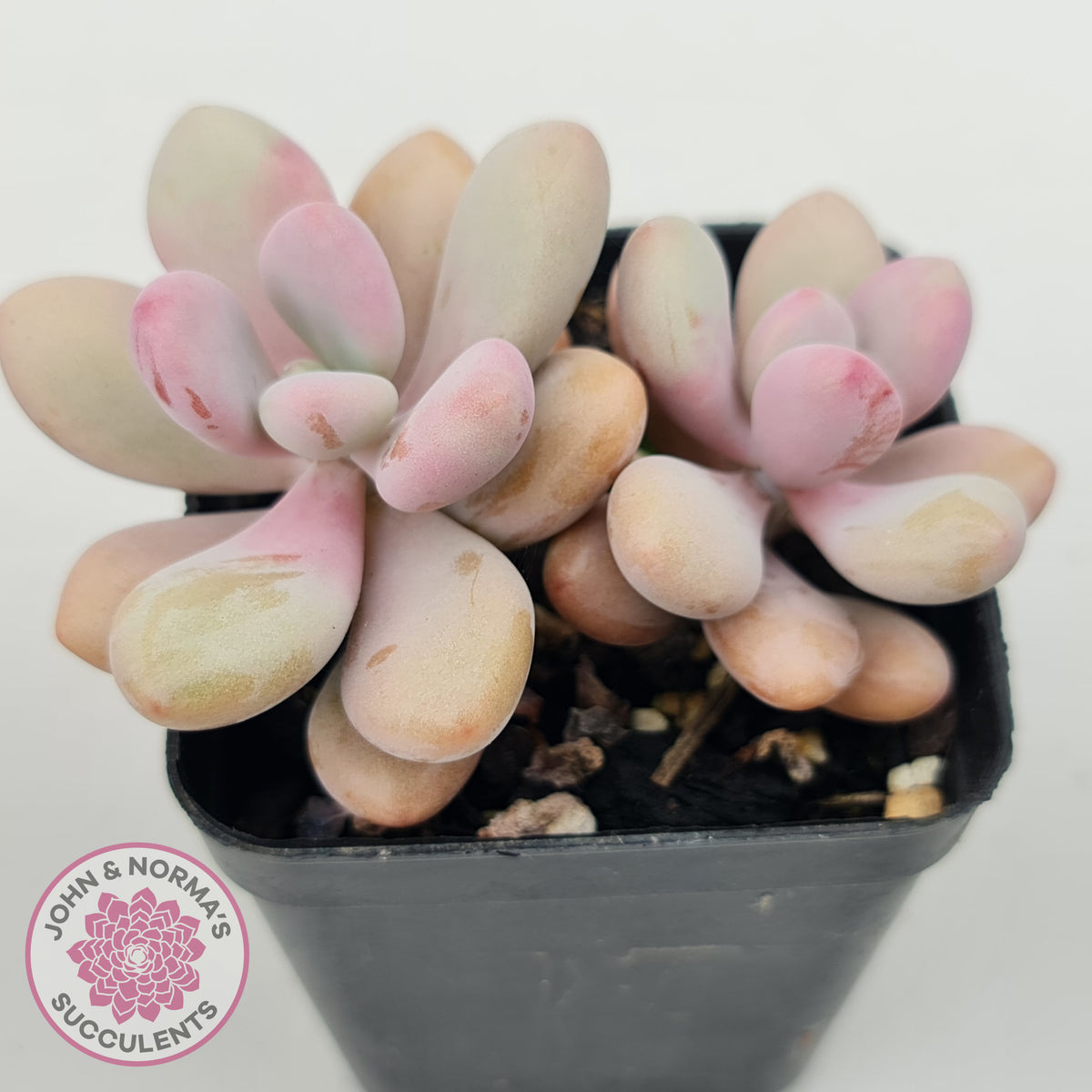 Graptopetalum amethystinum - Lavender Pebbles