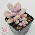 Graptopetalum amethystinum - Lavender Pebbles
