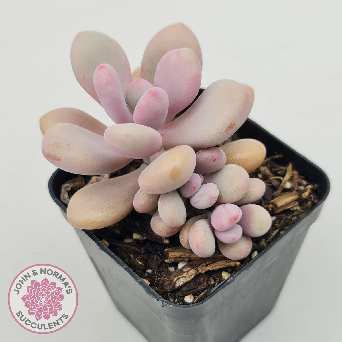 Graptopetalum amethystinum - Lavender Pebbles