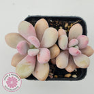 Graptopetalum amethystinum - Lavender Pebbles