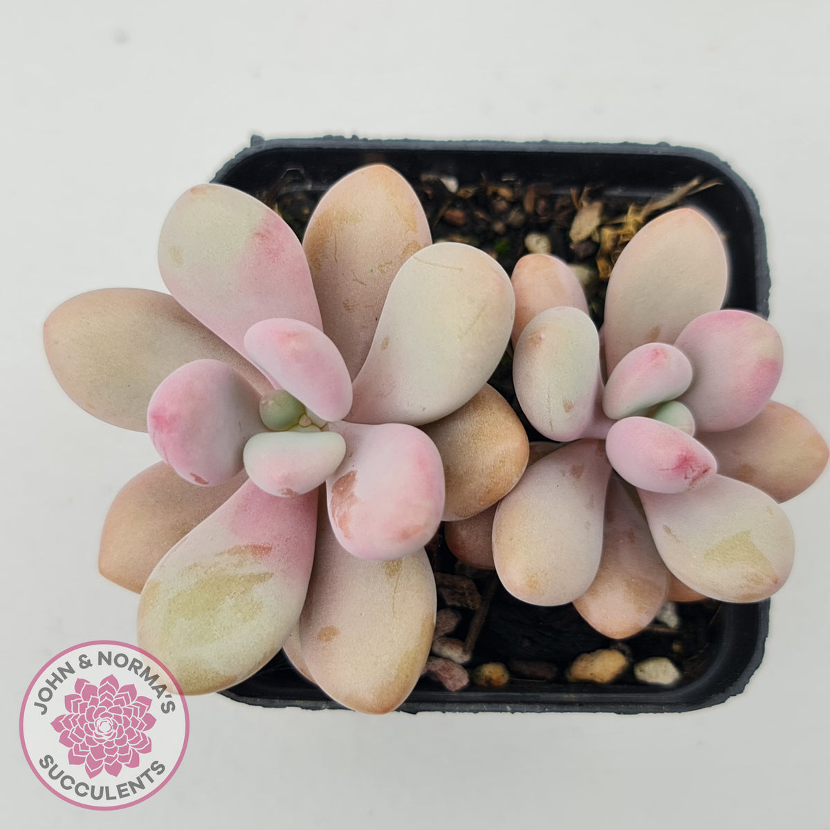 Graptopetalum amethystinum - Lavender Pebbles