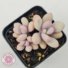 Graptopetalum amethystinum - Lavender Pebbles