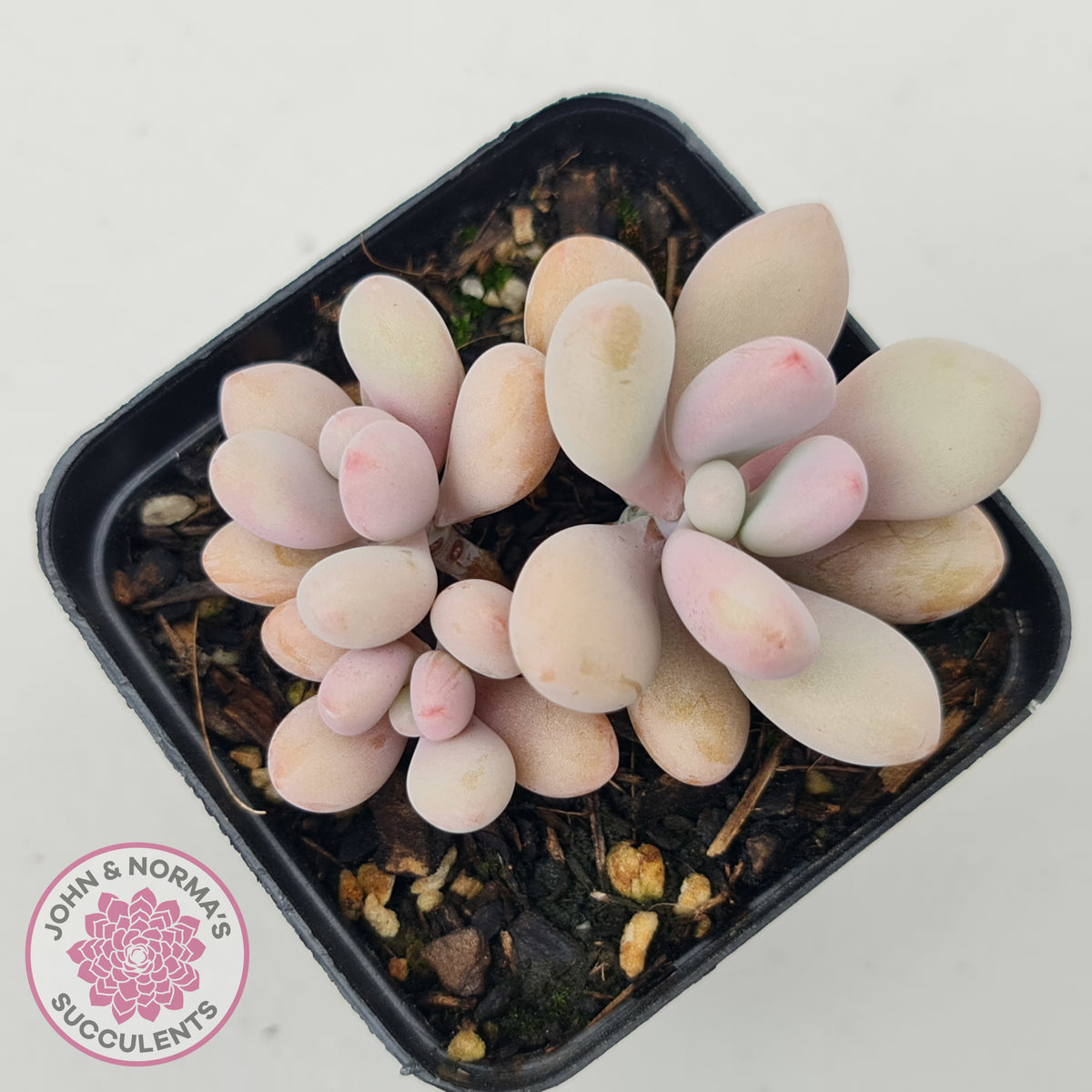 Graptopetalum amethystinum - Lavender Pebbles