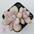 Graptopetalum amethystinum - Lavender Pebbles