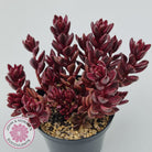 Lenopetalum Chocolate and Strawberries (Red Form)