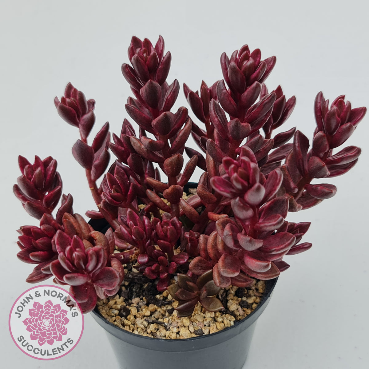 Lenopetalum Chocolate and Strawberries (Red Form)