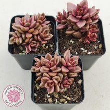 Load image into Gallery viewer, Lenopetalum Chocolate and Strawberries - John &amp; Norma&#39;s Succulents
