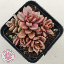 Load image into Gallery viewer, Lenopetalum Chocolate and Strawberries - John &amp; Norma&#39;s Succulents
