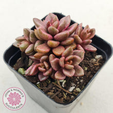 Load image into Gallery viewer, Lenopetalum Chocolate and Strawberries - John &amp; Norma&#39;s Succulents
